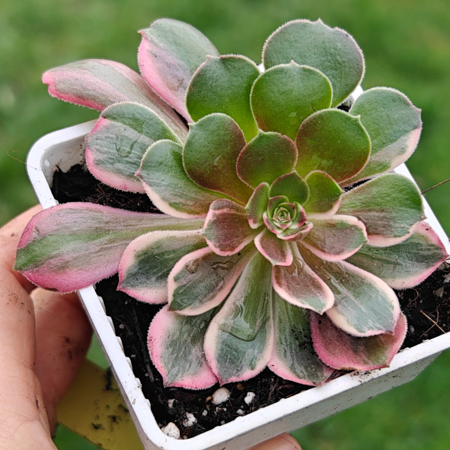 Aeonium Banshee variegated rooted 7cm in width multi heads UK only
