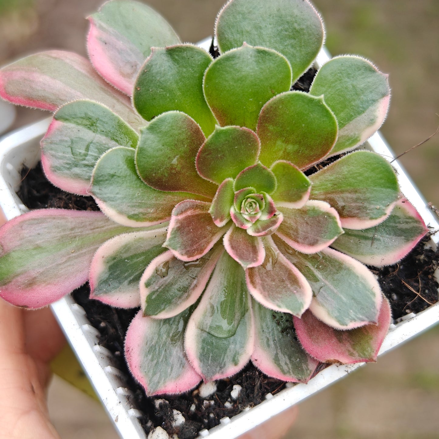 Aeonium Banshee variegated rooted 7cm in width multi heads UK only