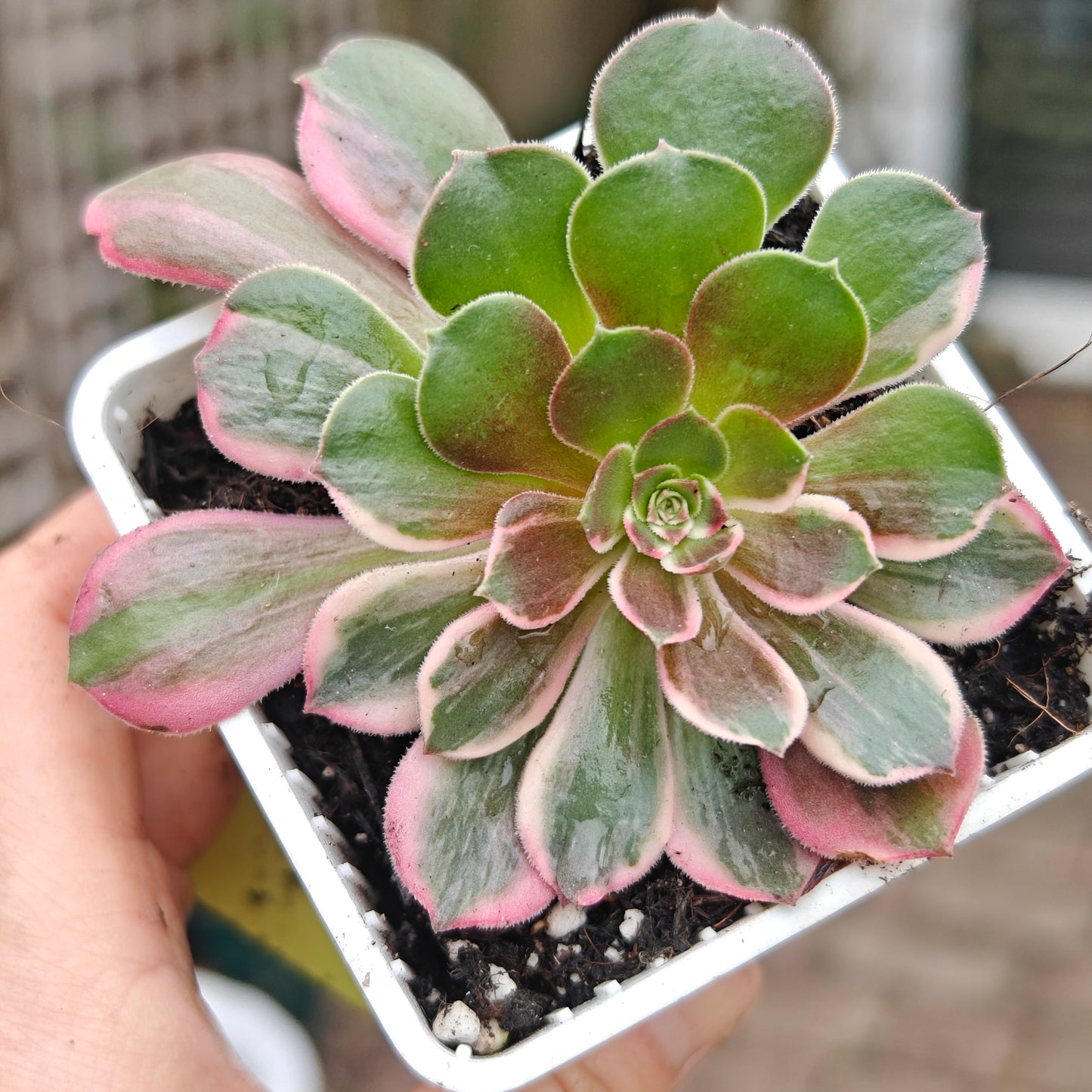 Aeonium Banshee variegated rooted 7cm in width multi heads UK only