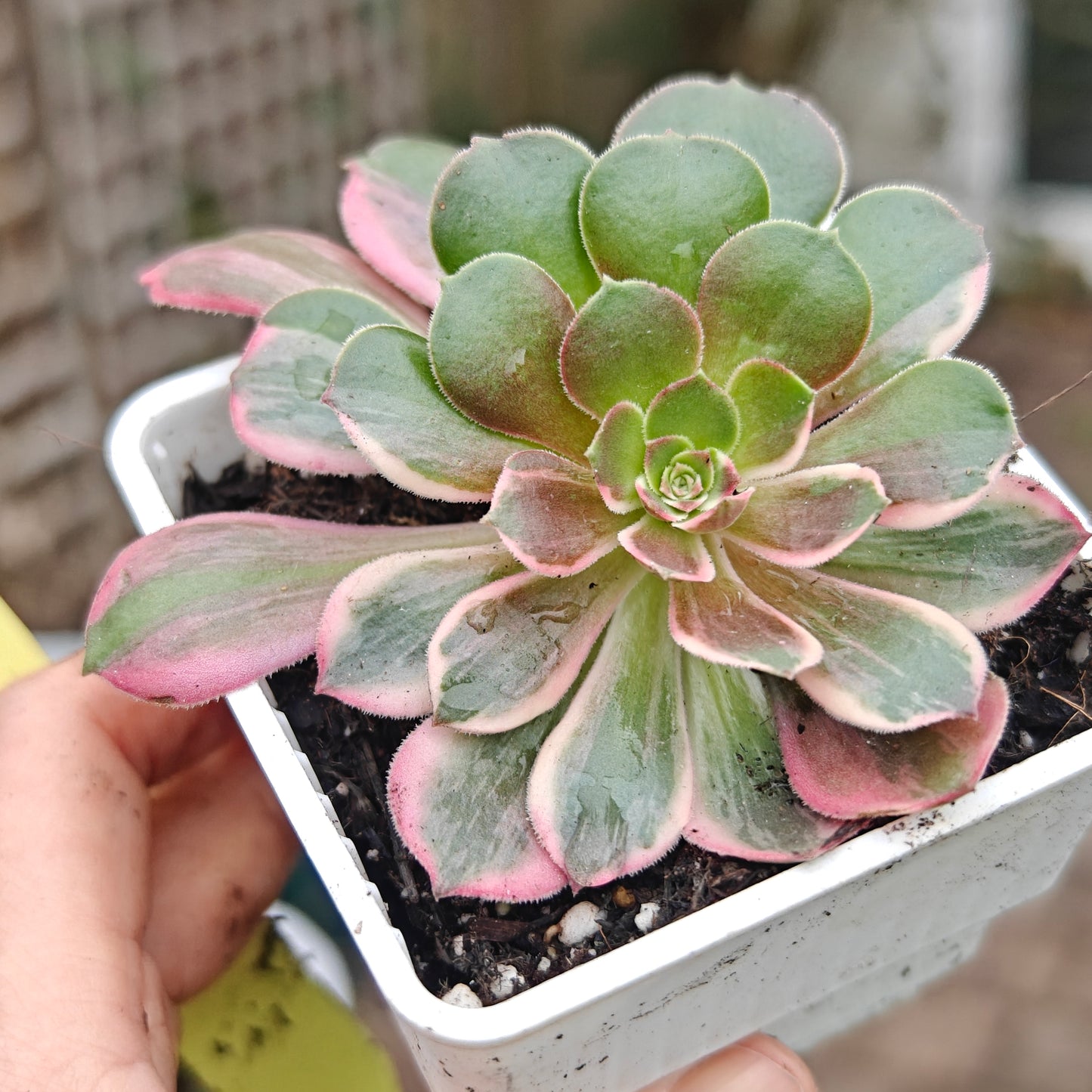 Aeonium Banshee variegated rooted 7cm in width multi heads UK only