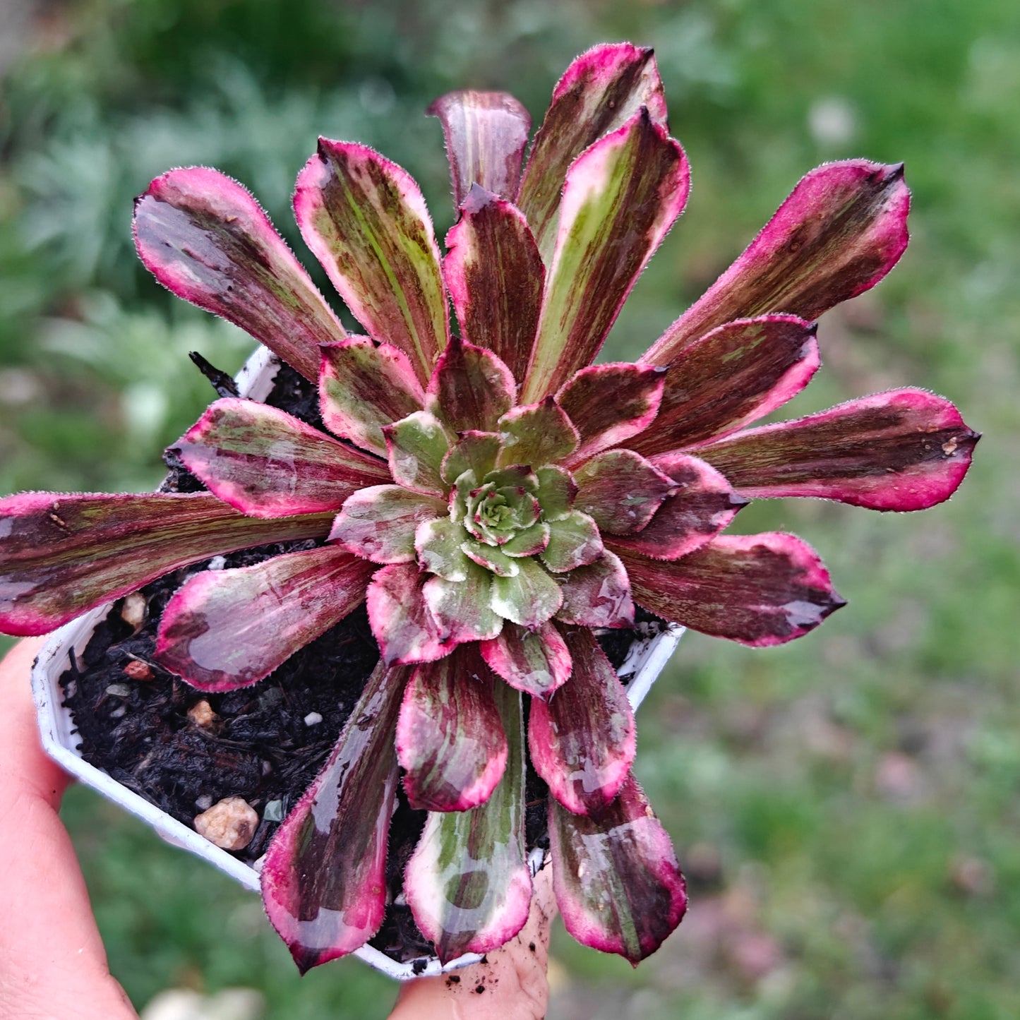 Aeonium TongHuaShun rooted 7cm in width UK only