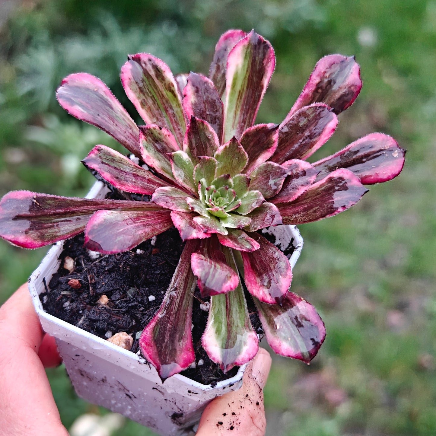 Aeonium TongHuaShun rooted 7cm in width UK only