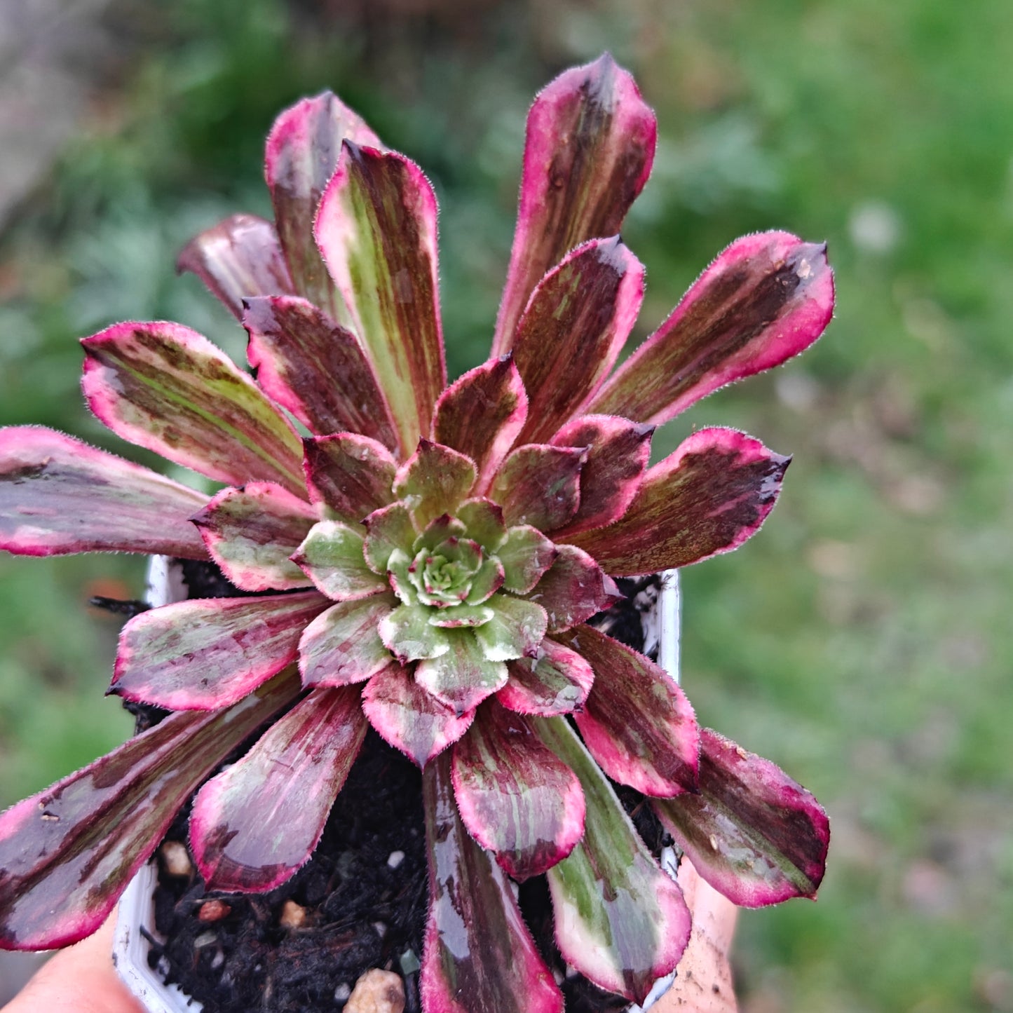 Aeonium TongHuaShun rooted 7cm in width UK only