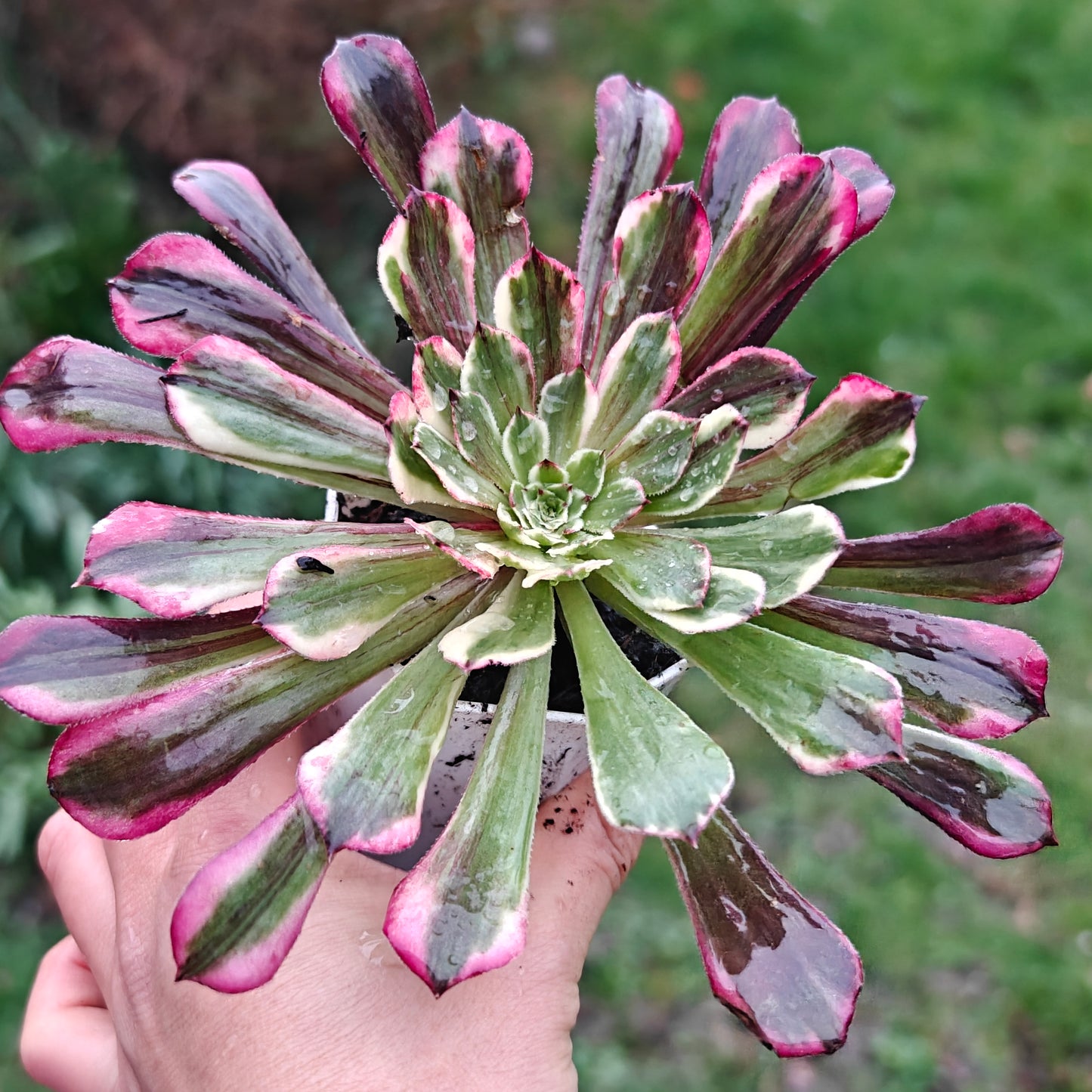 Aeonium TongHuaShun rooted 7cm in width UK only