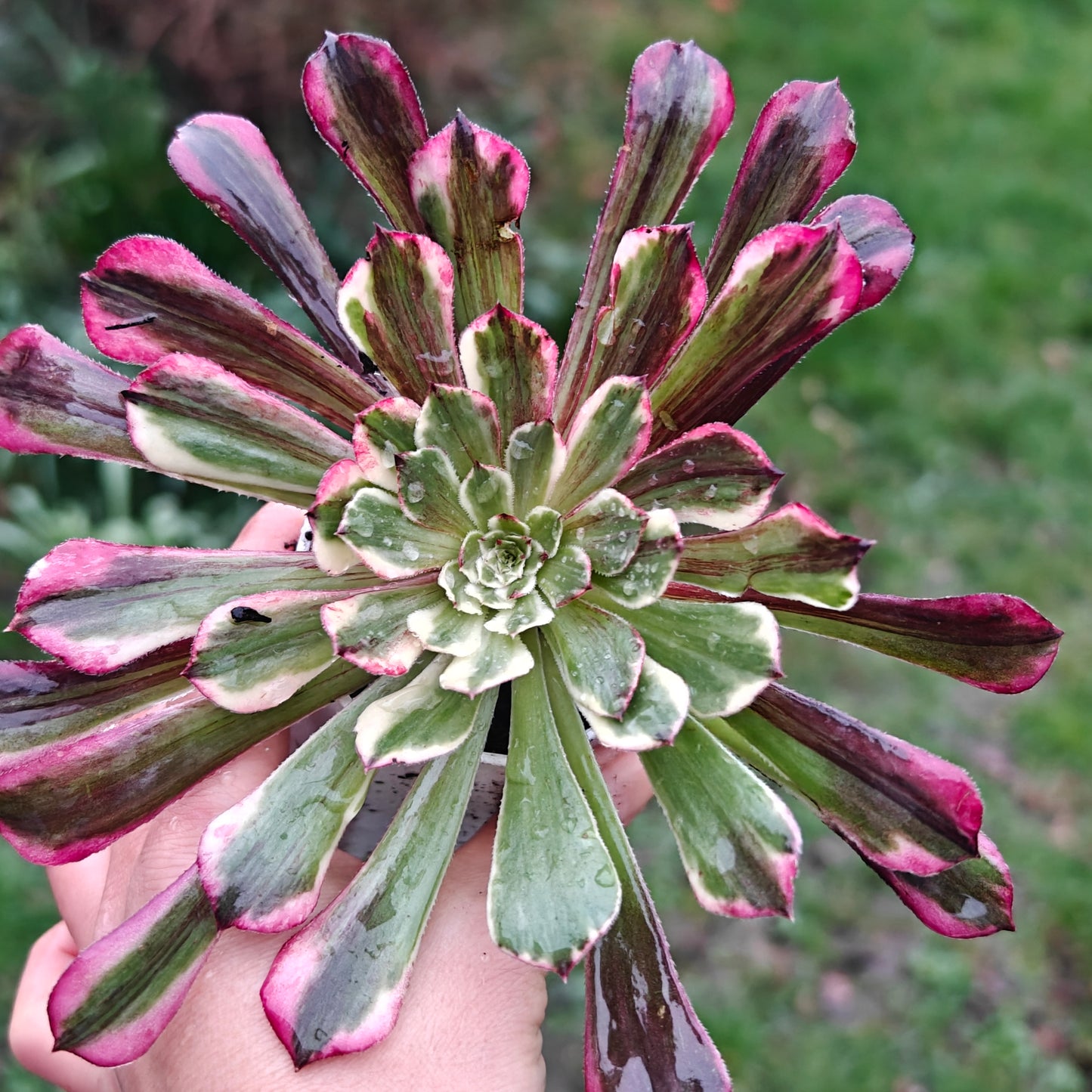 Aeonium TongHuaShun rooted 7cm in width UK only