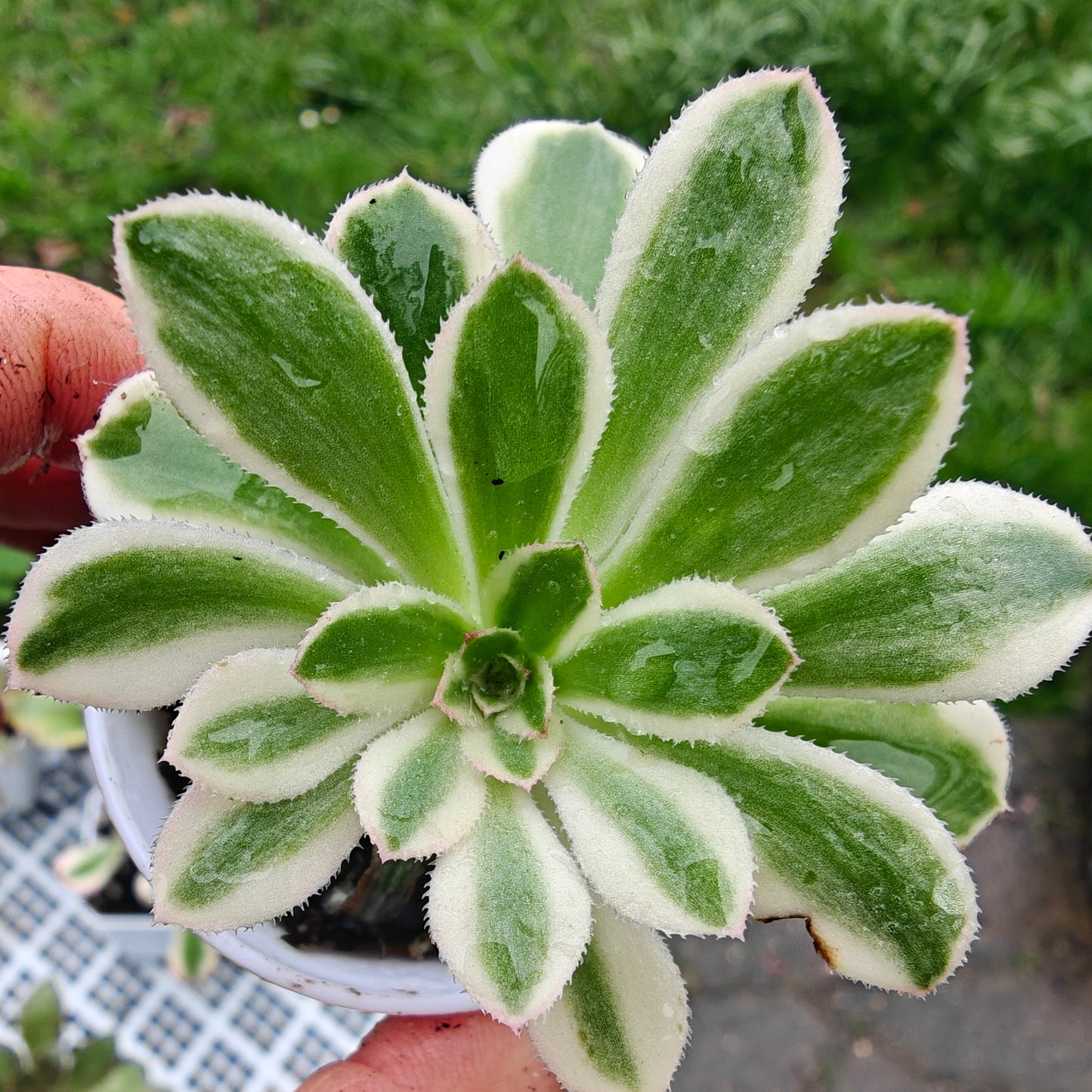 Aeonium Chanel rooted 7cm in width UK only