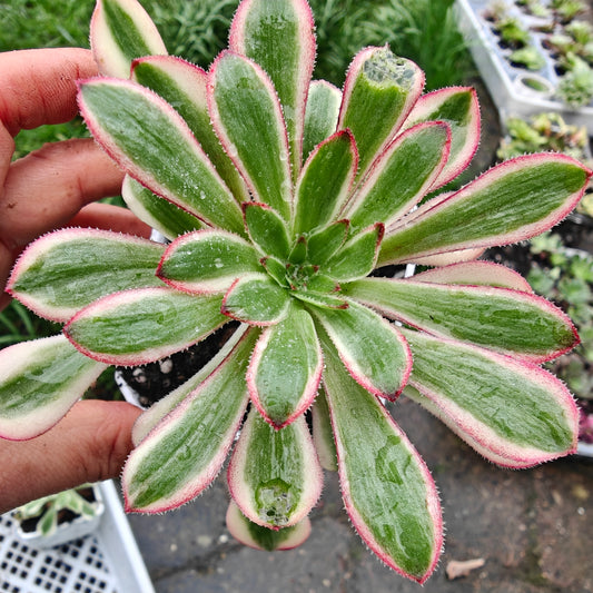 Aeonium Chanel rooted 7cm in width UK only