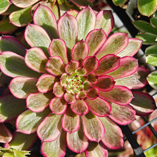 Aeonium Purple Glow variegated rooted 9cm in width UK only