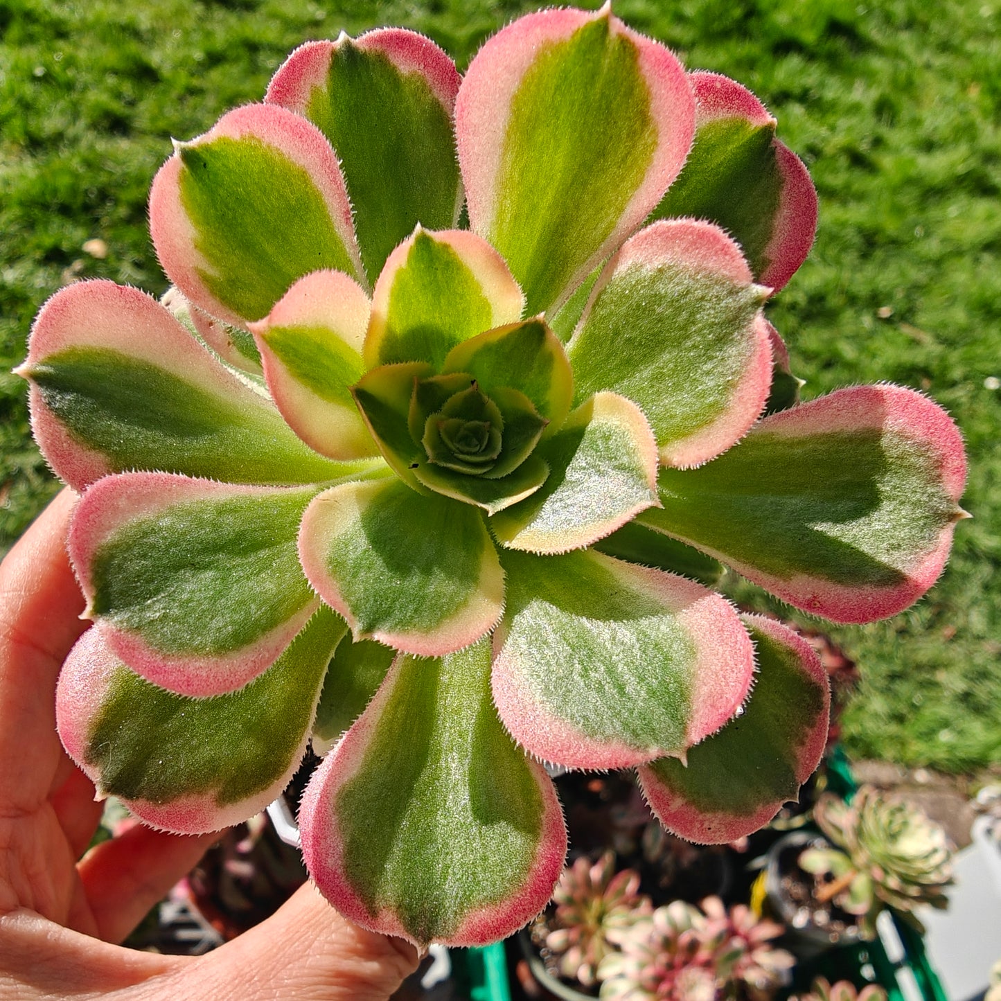 Aeonium Tesla rooted 7cm in width UK only