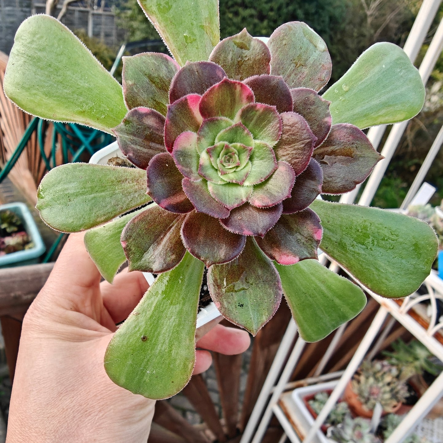 Aeonium Shooting Stars rooted 7cm in width UK only