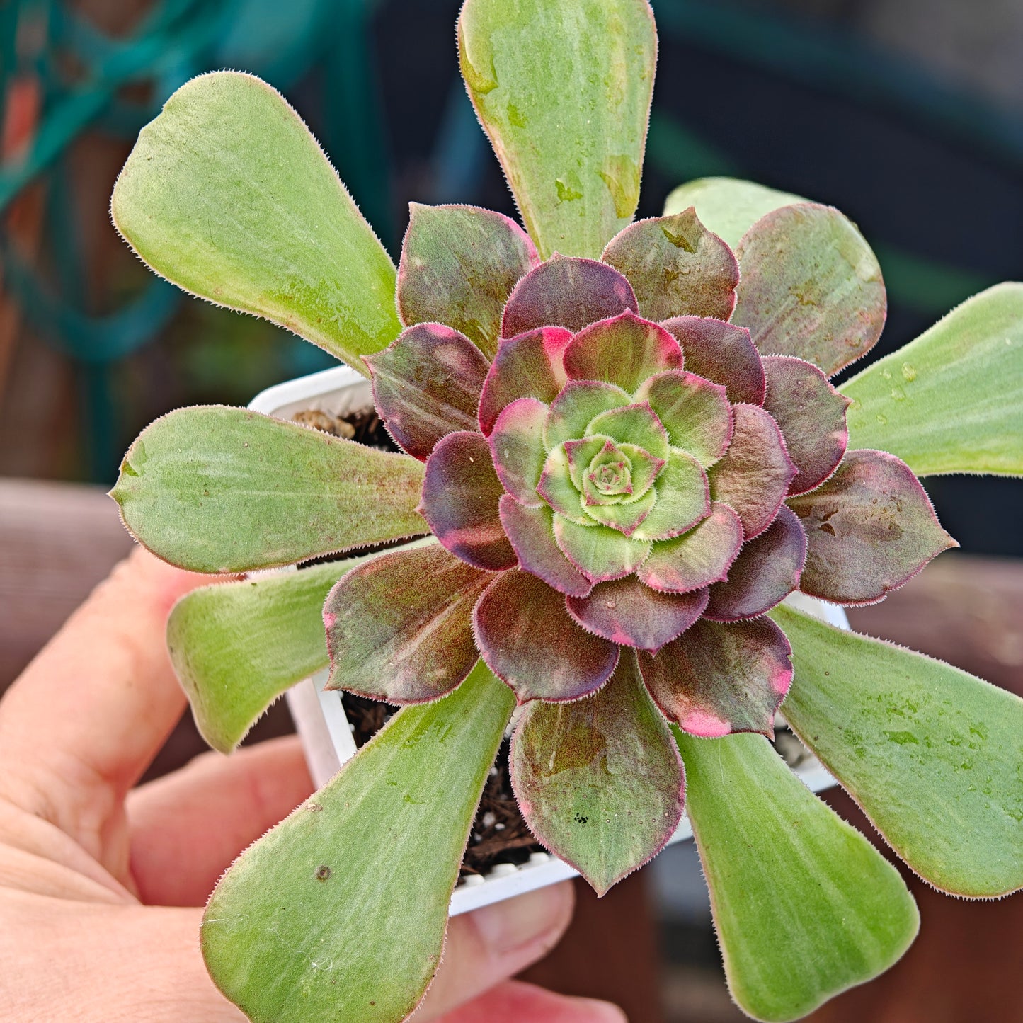 Aeonium Shooting Stars rooted 7cm in width UK only