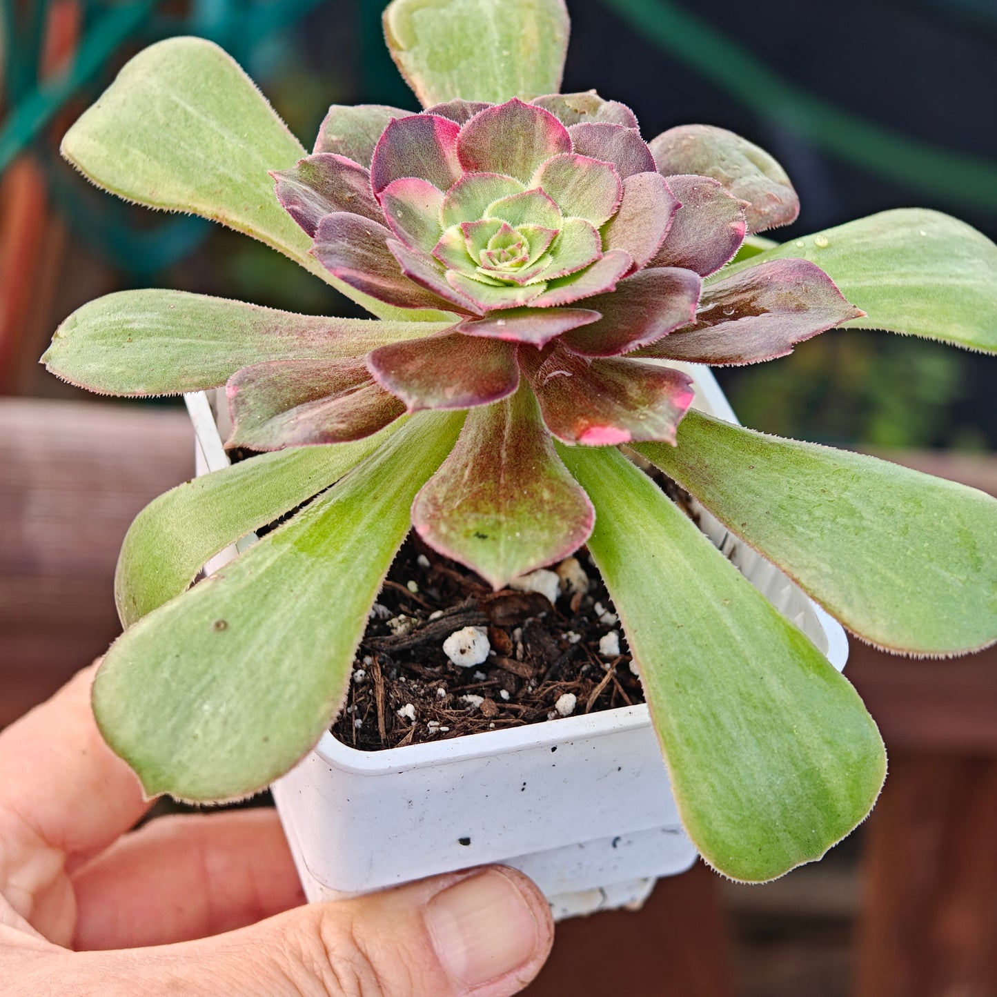 Aeonium Shooting Stars rooted 7cm in width UK only