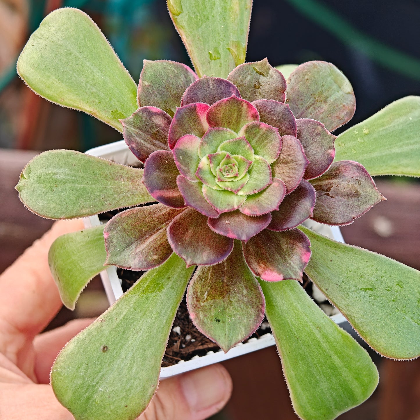 Aeonium Shooting Stars rooted 7cm in width UK only