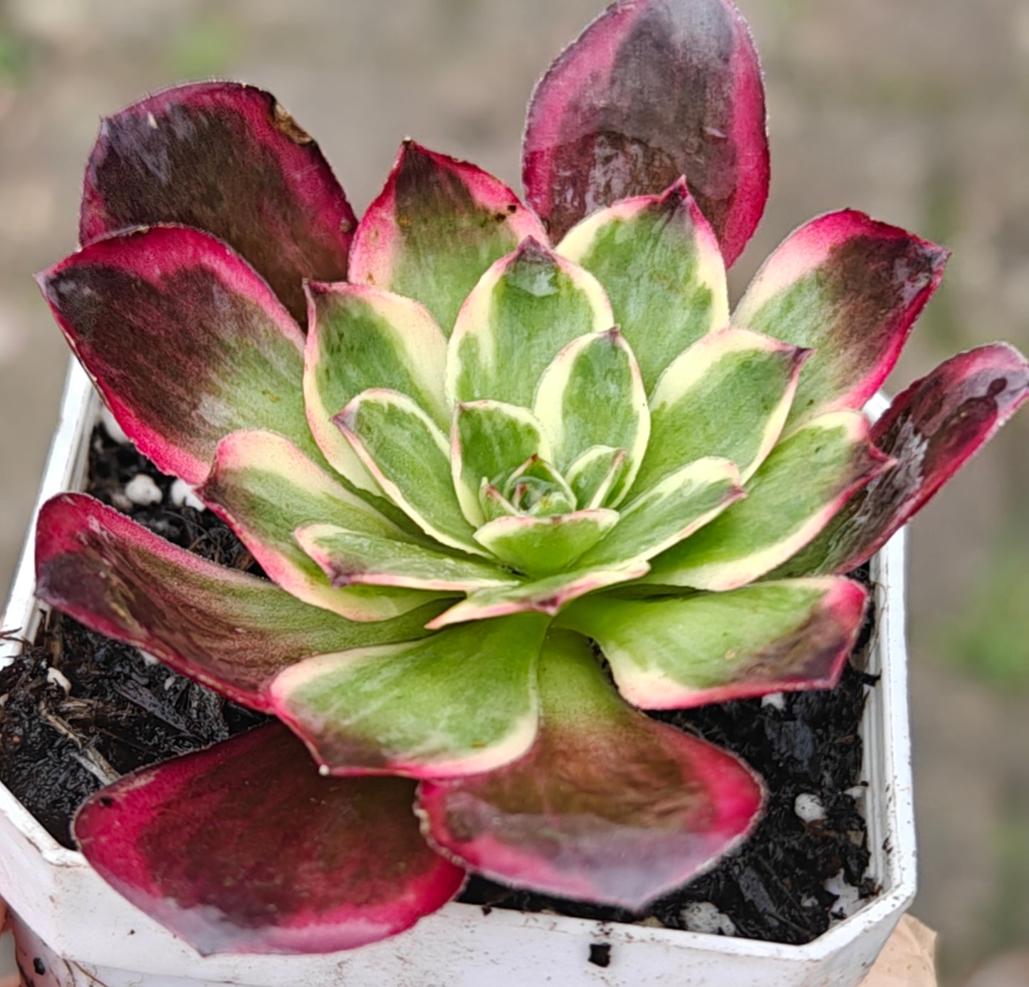 Aeonium Nafu rooted 7cm in width UK only