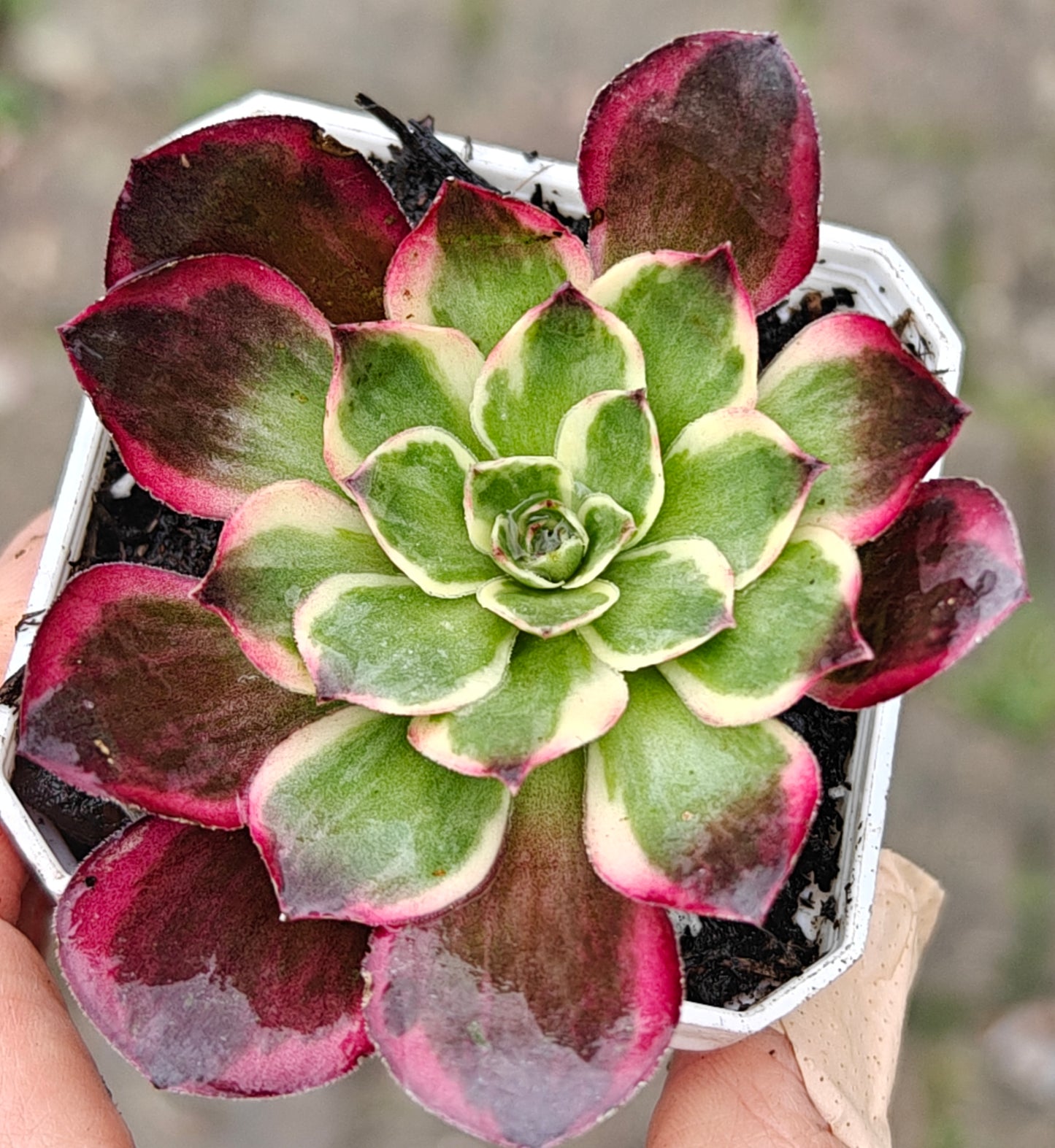 Aeonium Nafu rooted 7cm in width UK only