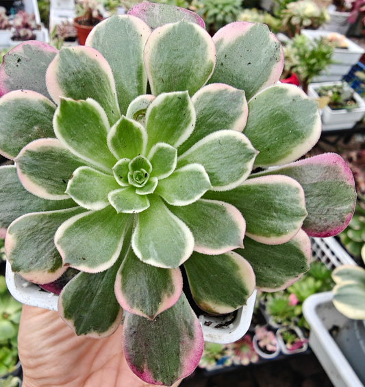 Aeonium Canary variegated rooted 7cm in width UK only
