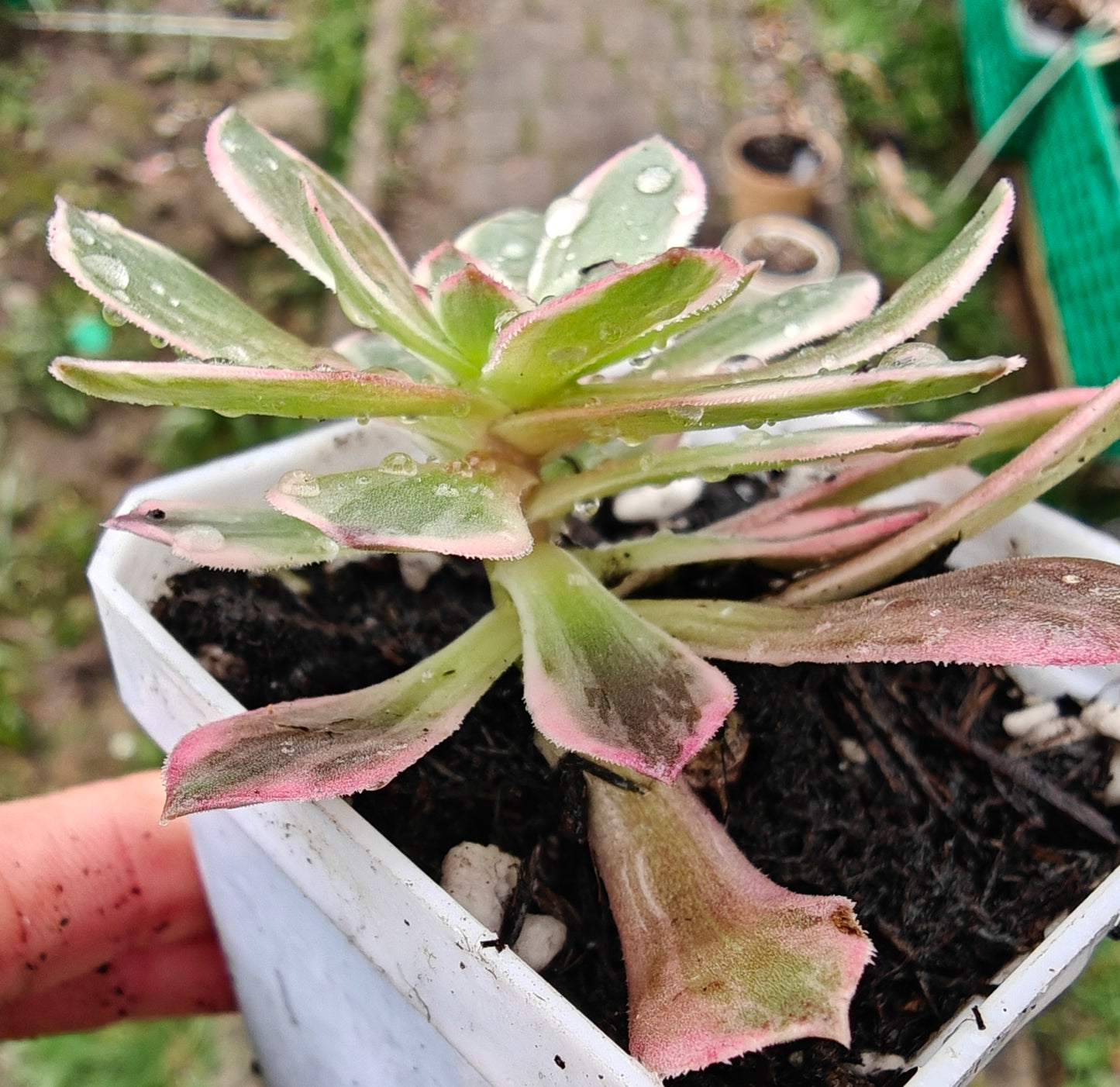 Aeonium Half Summer rooted 7cm in width UK only