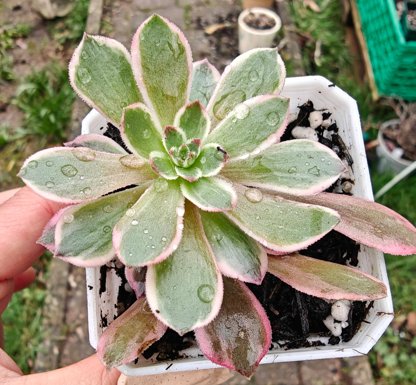 Aeonium Half Summer rooted 7cm in width UK only