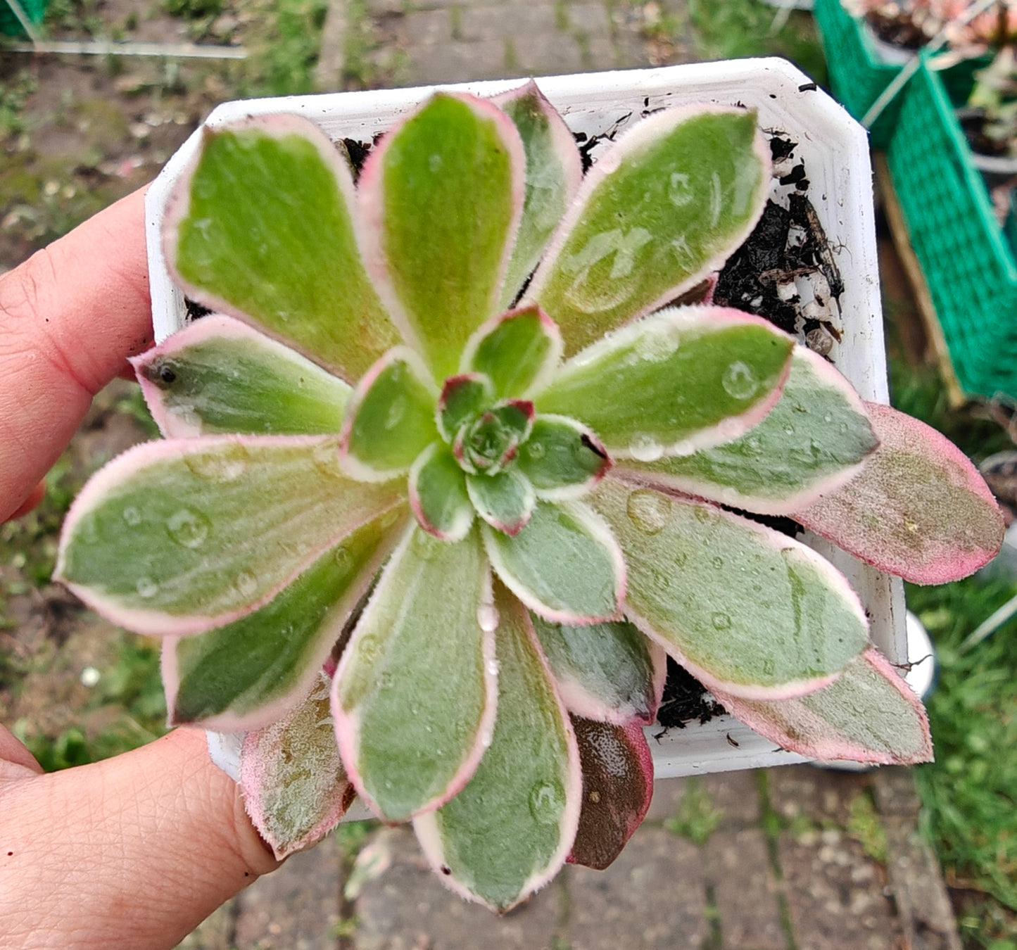 Aeonium Half Summer rooted 7cm in width UK only