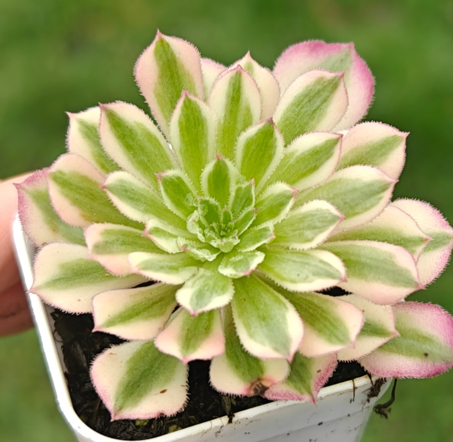 Aeonium Garnet White Variegated rooted 7cm in width UK only
