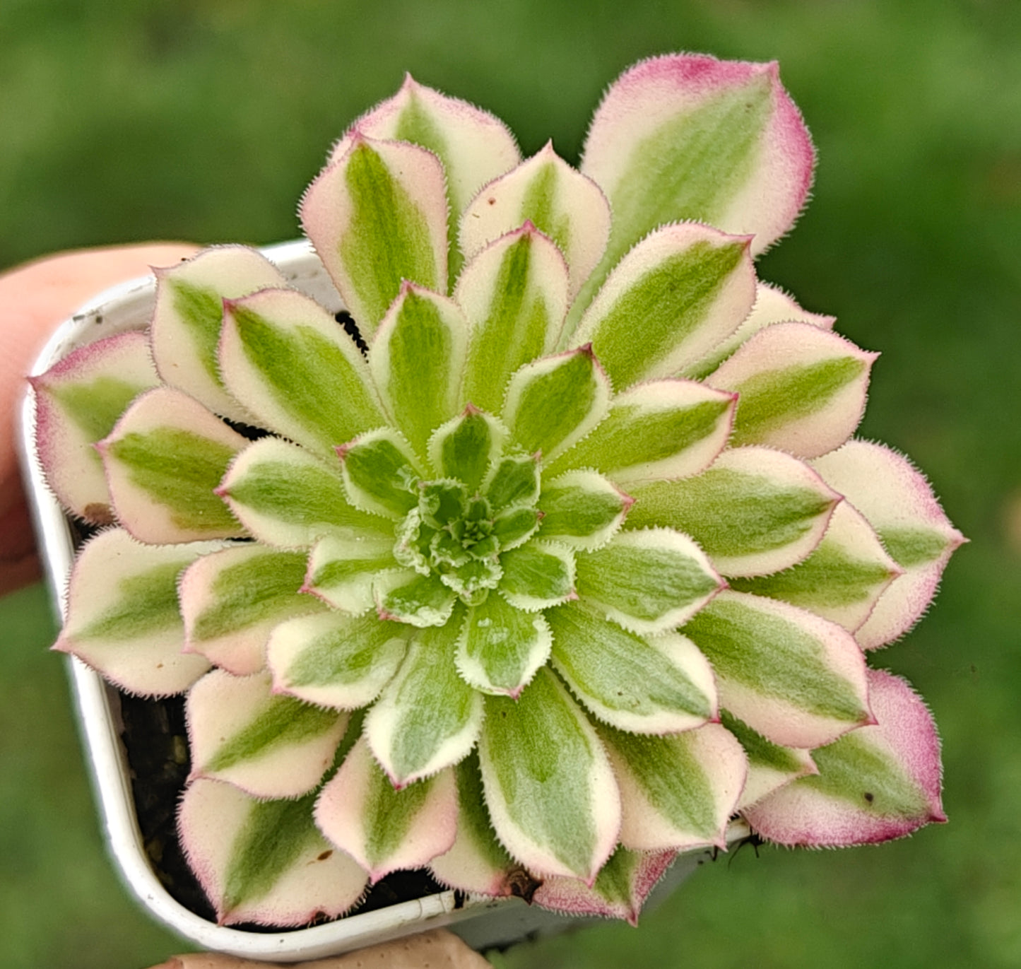 Aeonium Garnet White Variegated rooted 7cm in width UK only