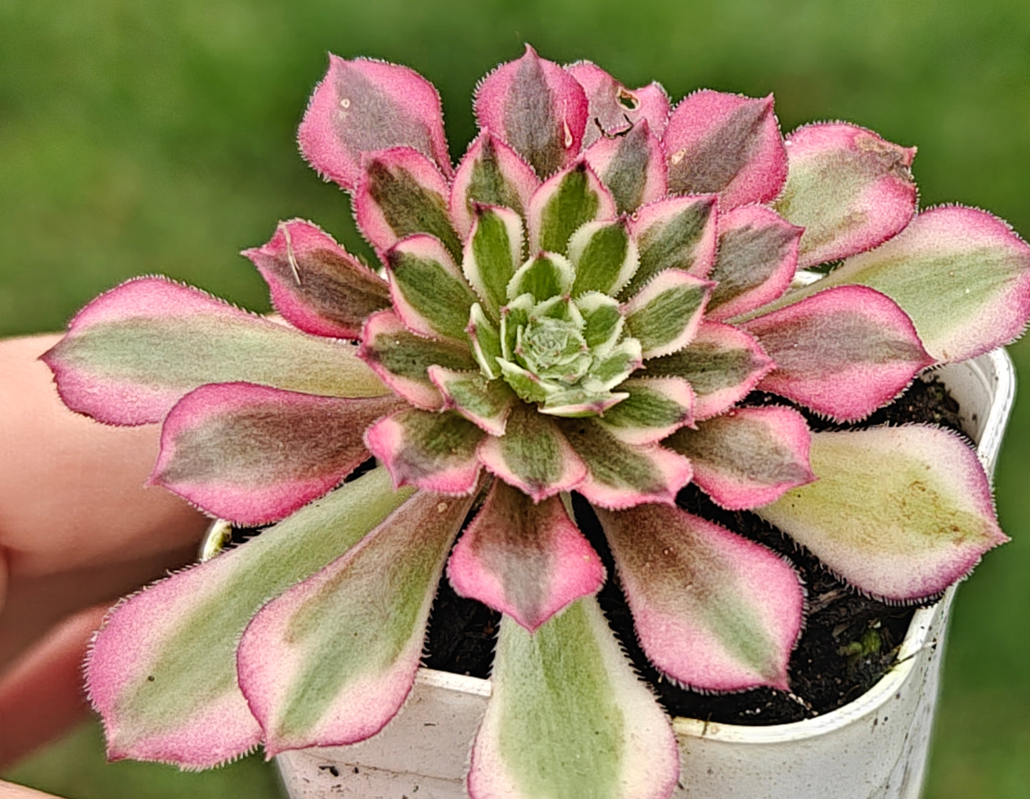 Aeonium Garnet White Variegated rooted 7cm in width UK only