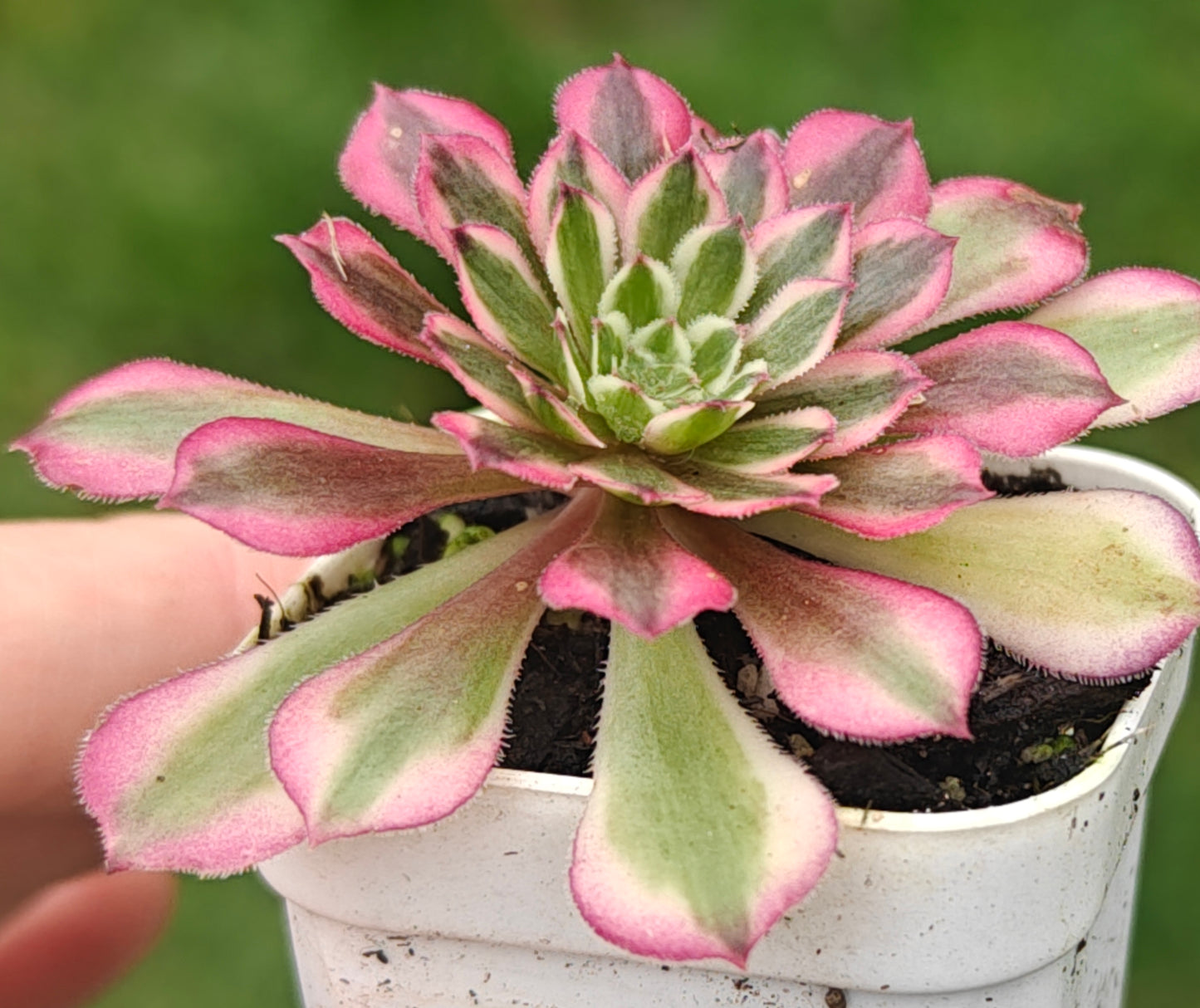 Aeonium Garnet White Variegated rooted 7cm in width UK only