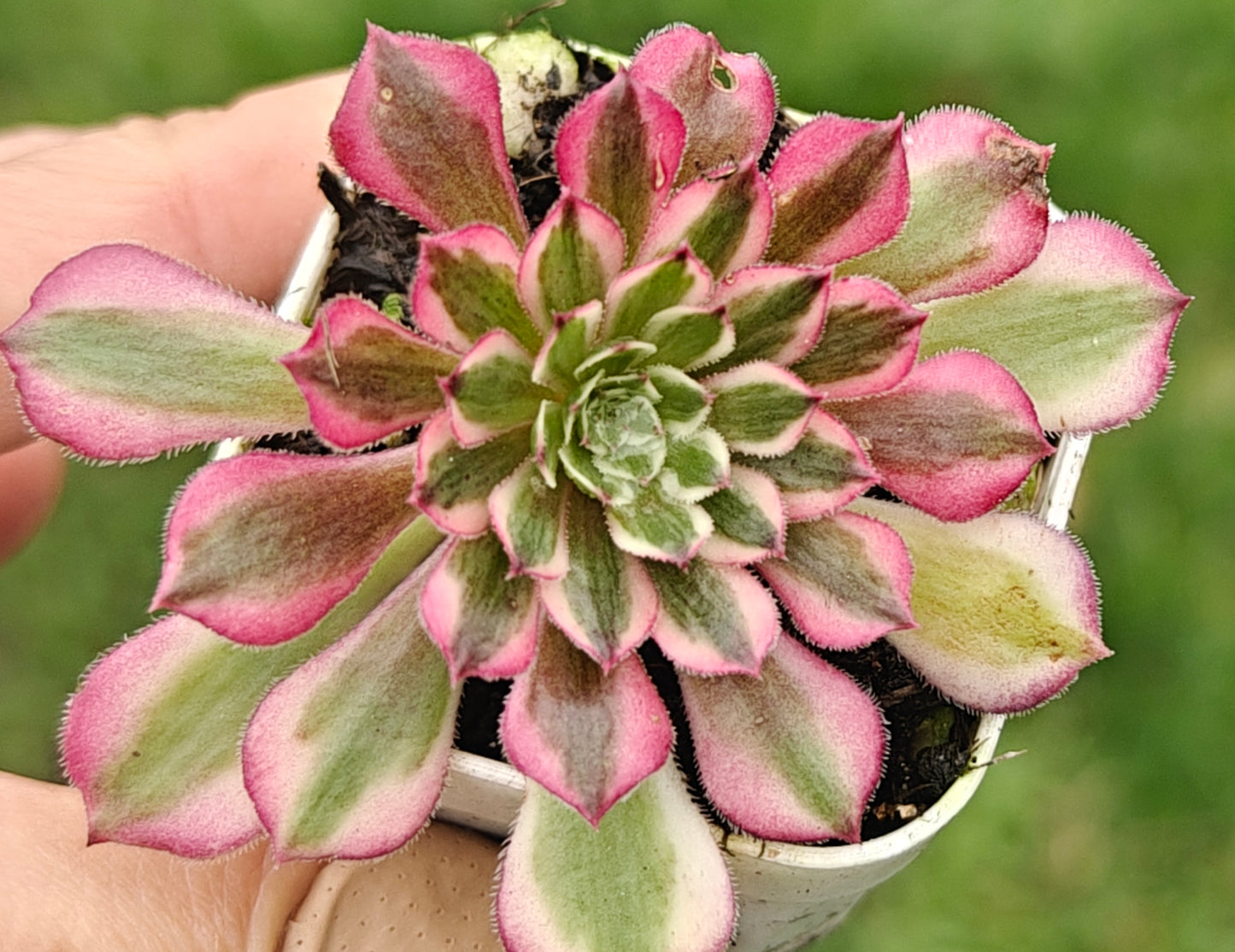 Aeonium Garnet White Variegated rooted 7cm in width UK only