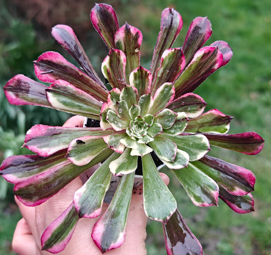 Aeonium TongHuaShun rooted 7cm in width UK only