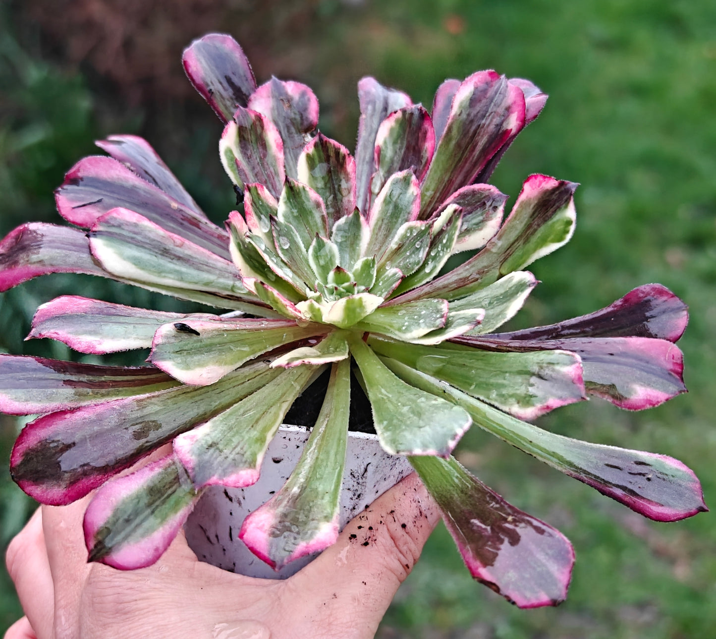 Aeonium TongHuaShun rooted 7cm in width UK only