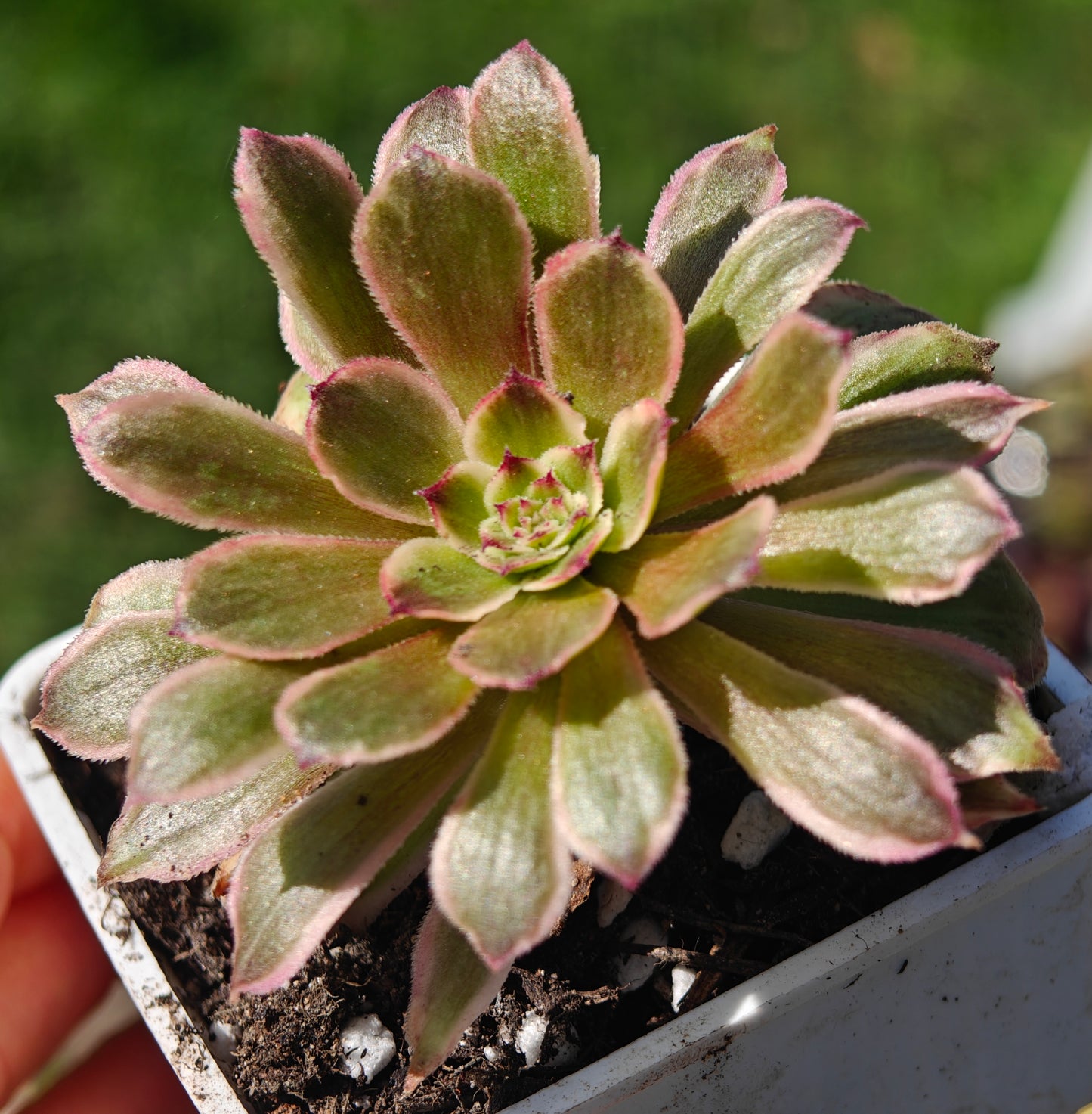 Aeonium Half Summer rooted 7cm in width UK only