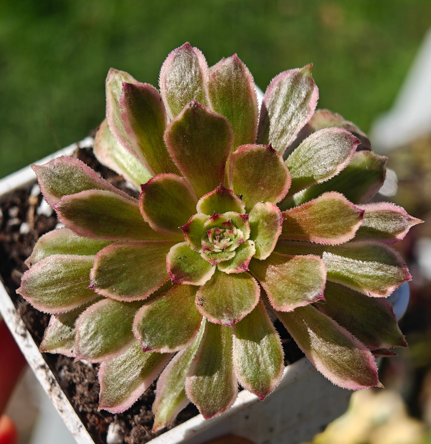 Aeonium Half Summer rooted 7cm in width UK only
