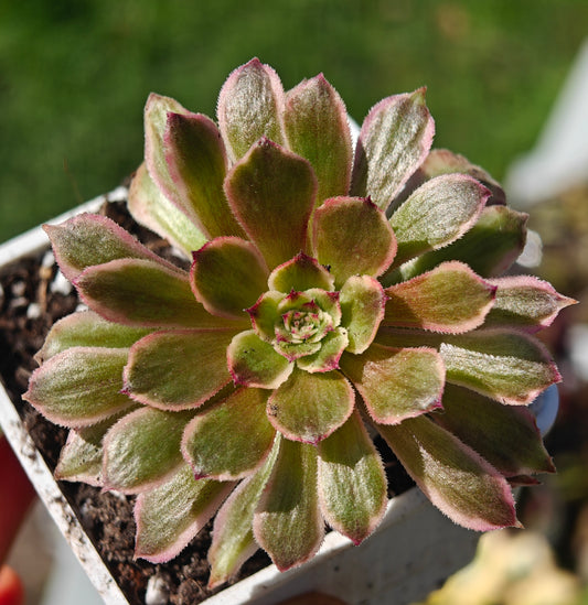 Aeonium Half Summer rooted 7cm in width UK only