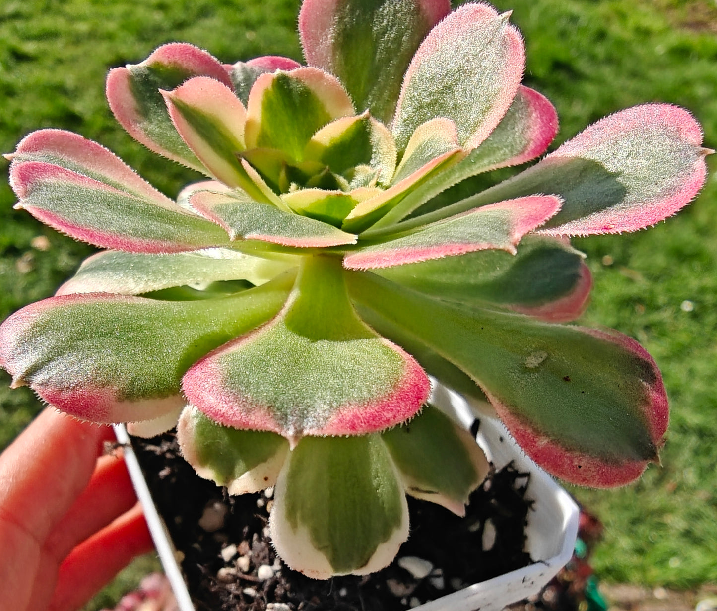 Aeonium Tesla rooted 7cm in width UK only