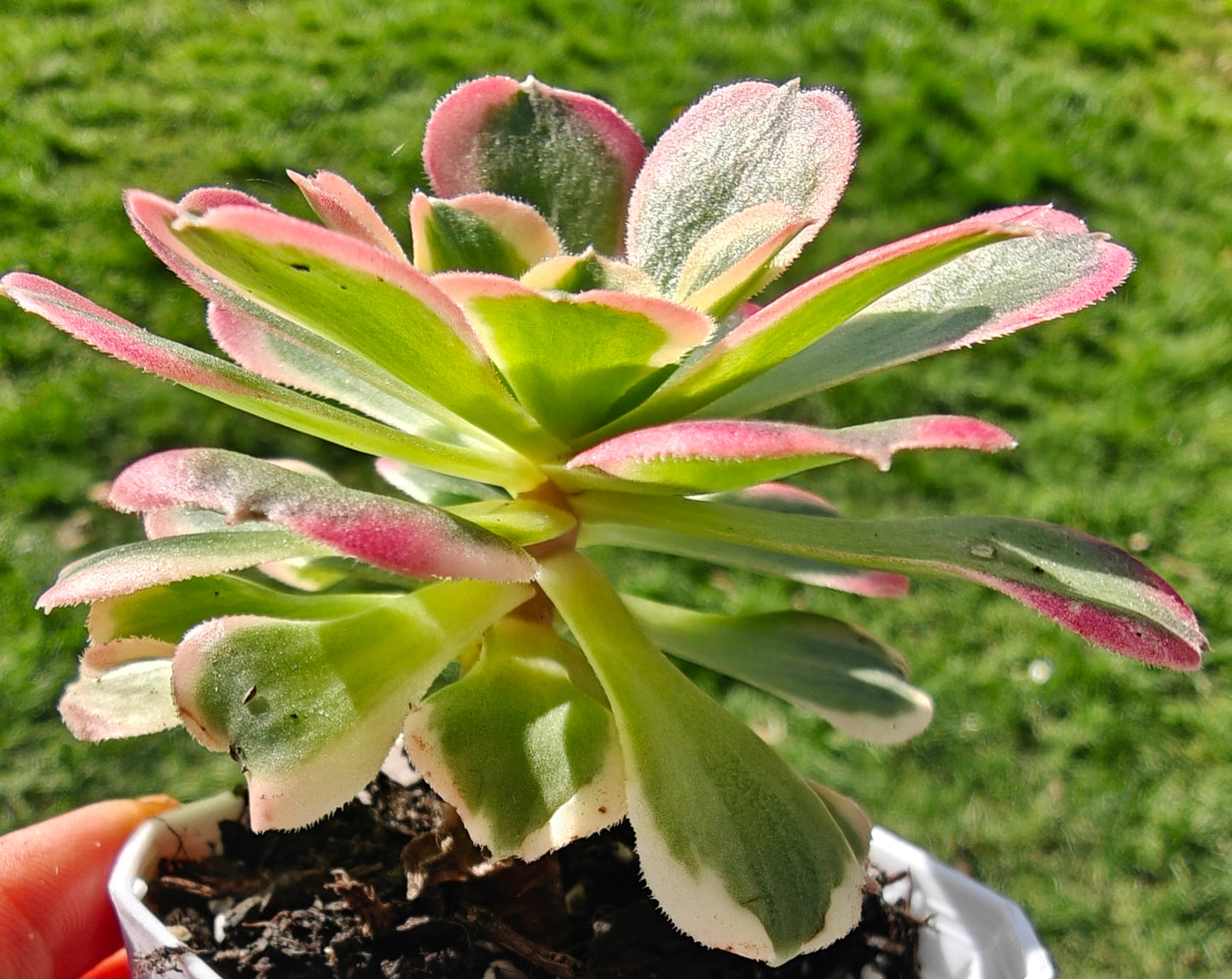 Aeonium Tesla rooted 7cm in width UK only