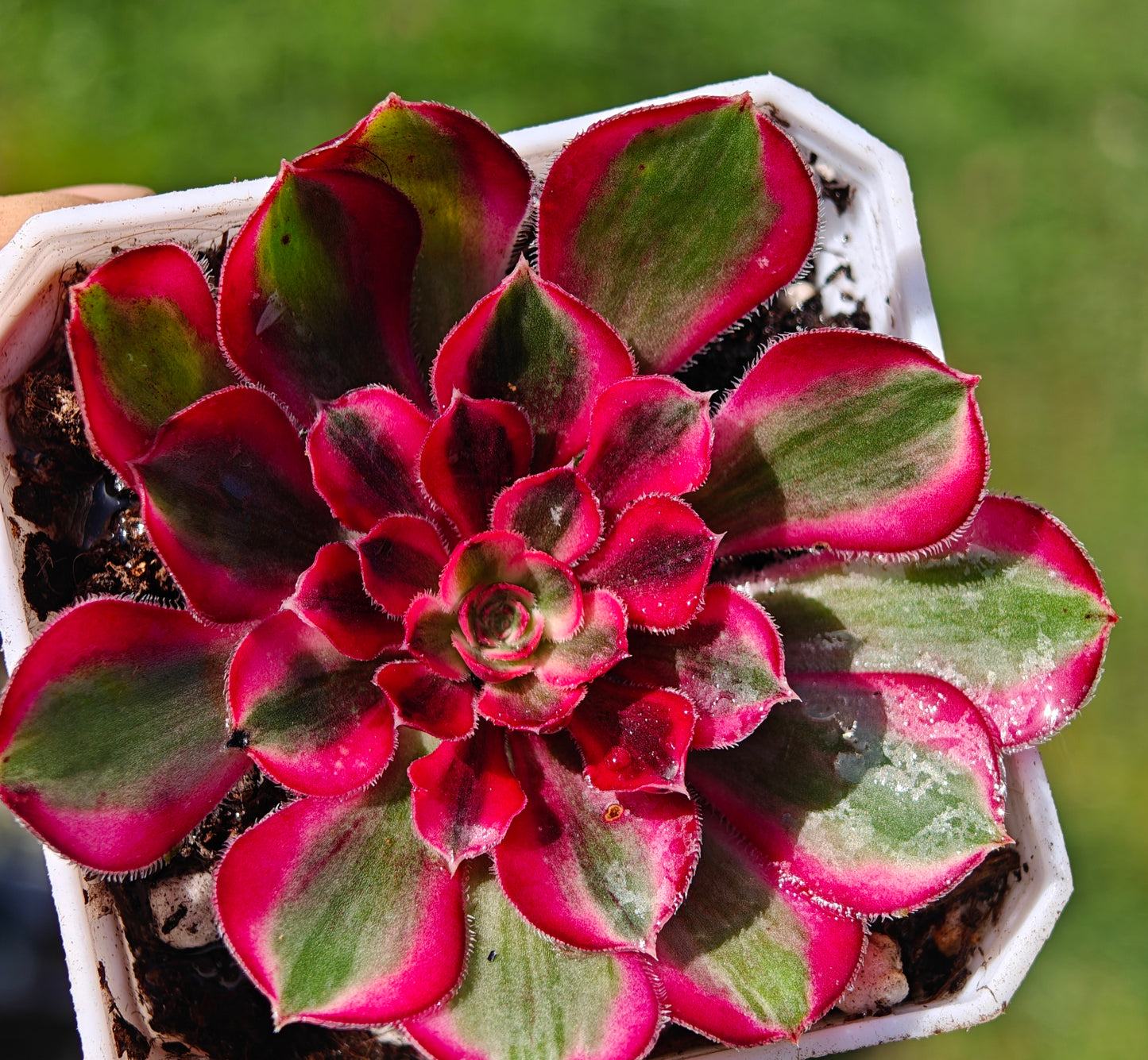 Aeonium Dragon Fruit variegated rooted 7cm in width UK only