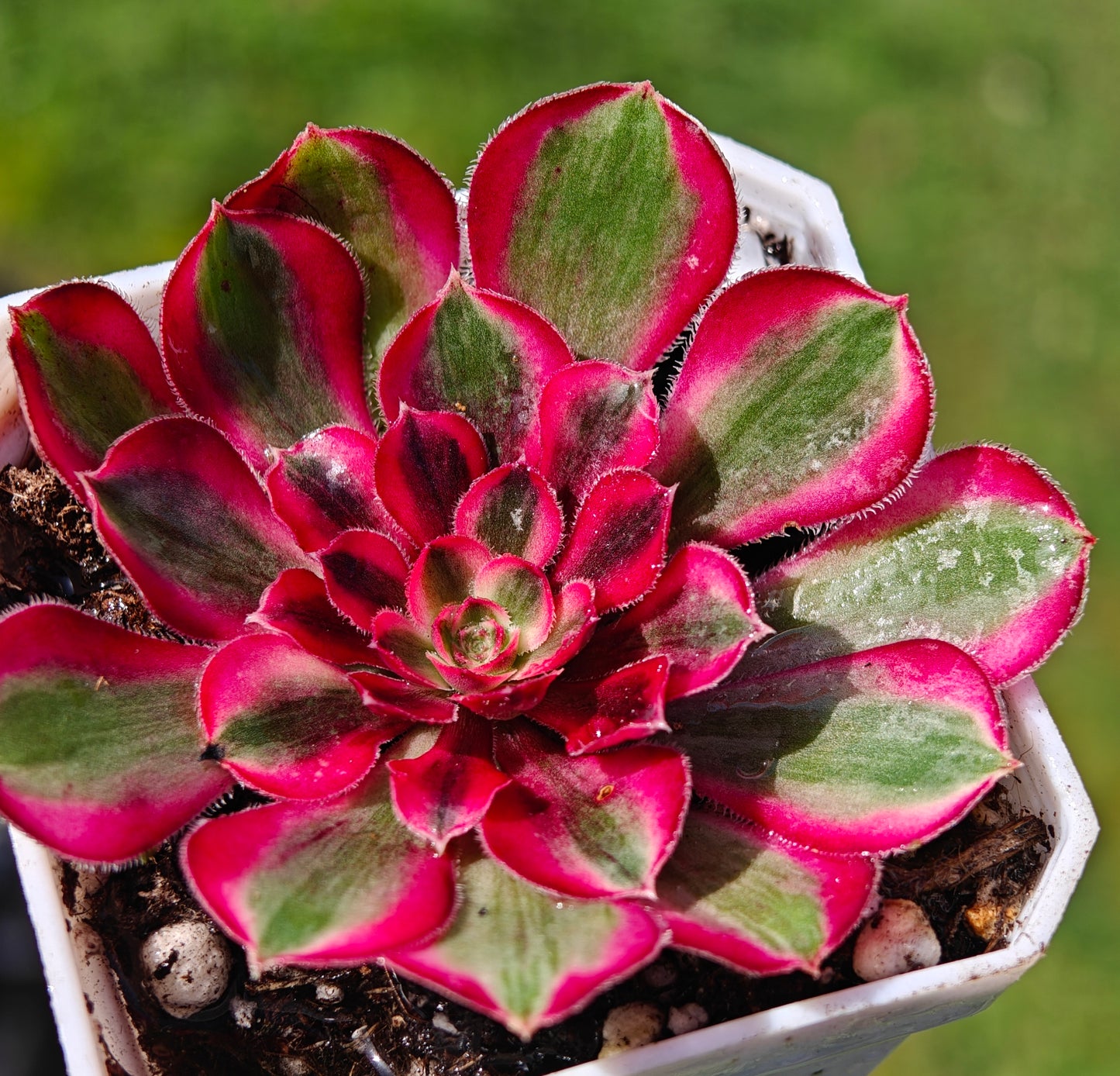 Aeonium Dragon Fruit variegated rooted 7cm in width UK only