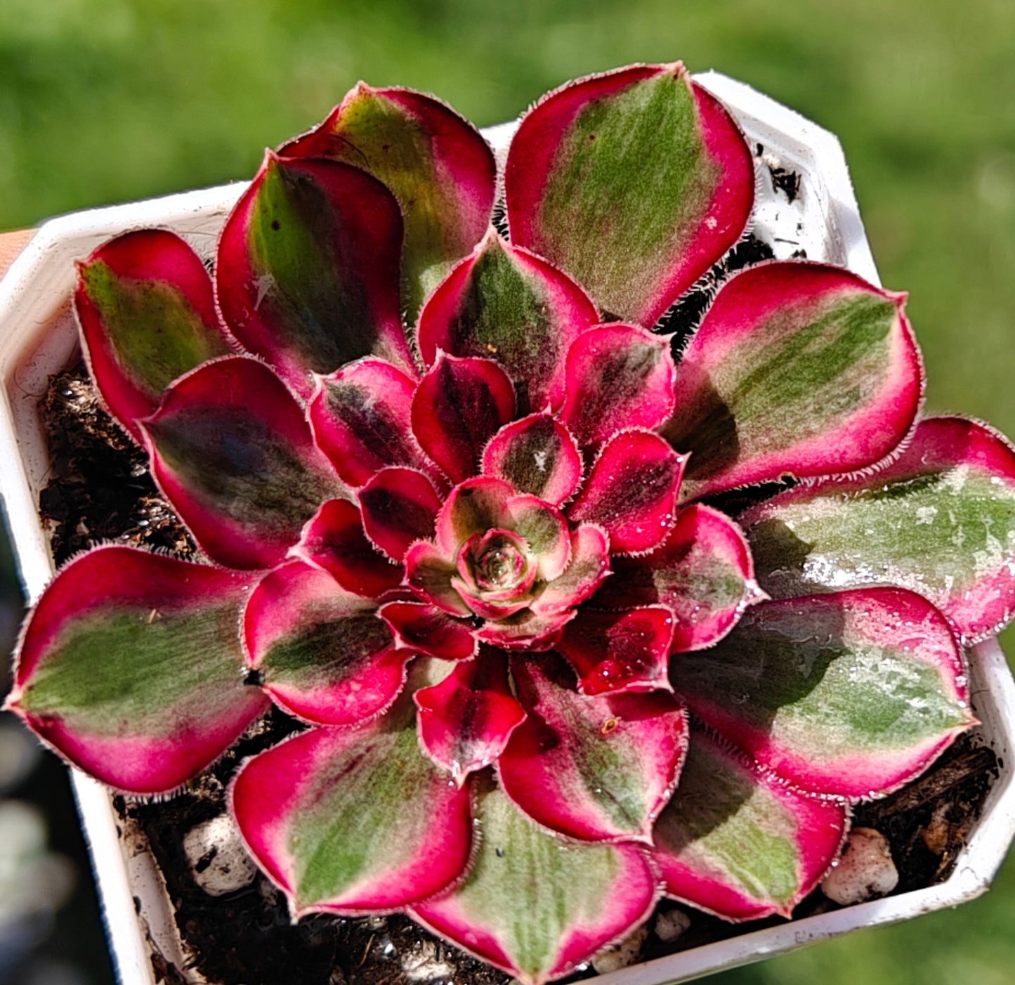 Aeonium Dragon Fruit variegated rooted 7cm in width UK only