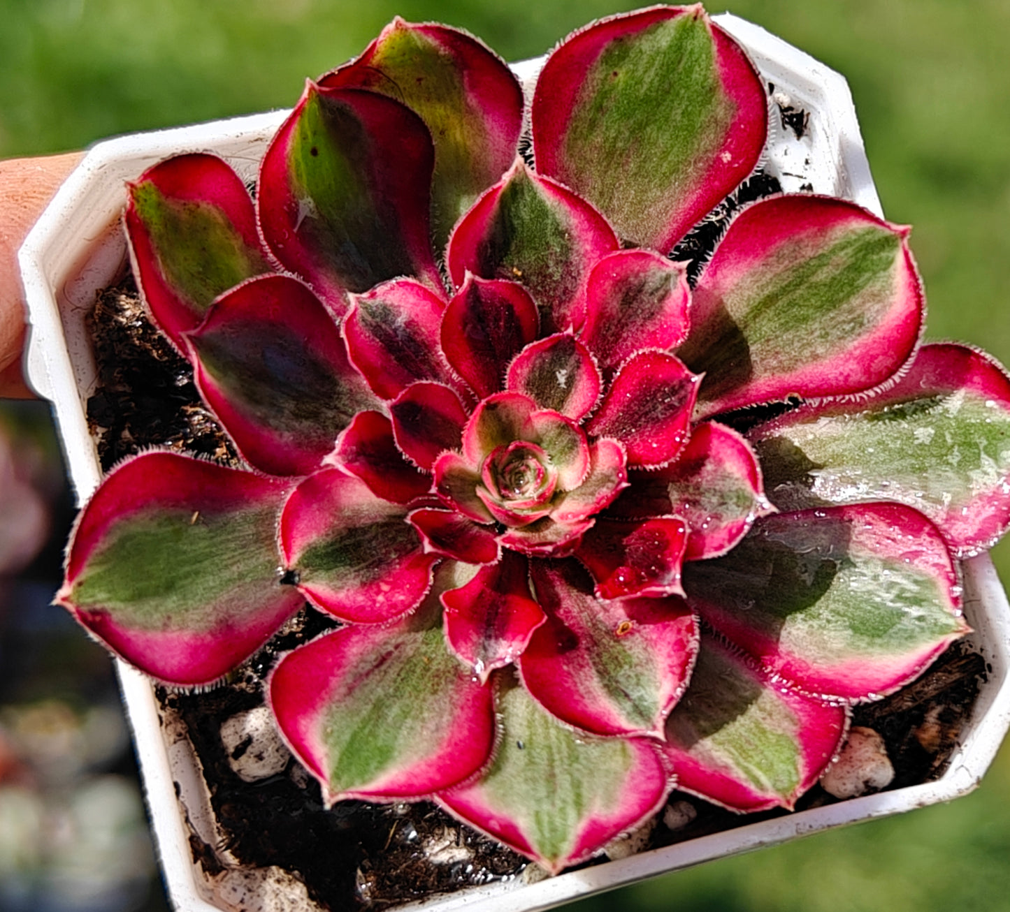 Aeonium Dragon Fruit variegated rooted 7cm in width UK only