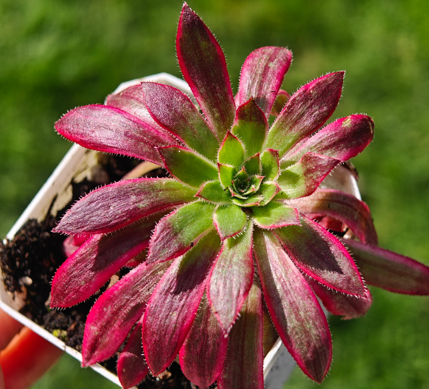 Aeonium Peacock variegated rooted 6cm in width UK only