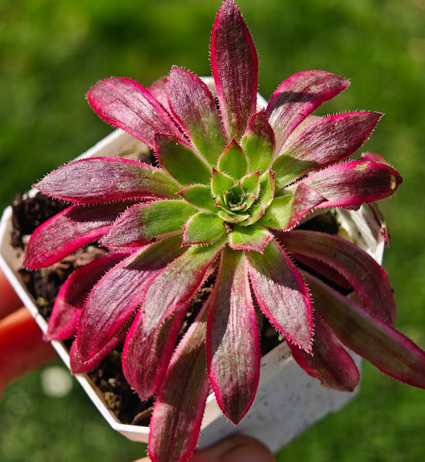 Aeonium Peacock variegated rooted 6cm in width UK only