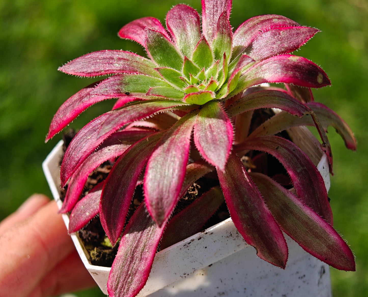 Aeonium Peacock variegated rooted 6cm in width UK only