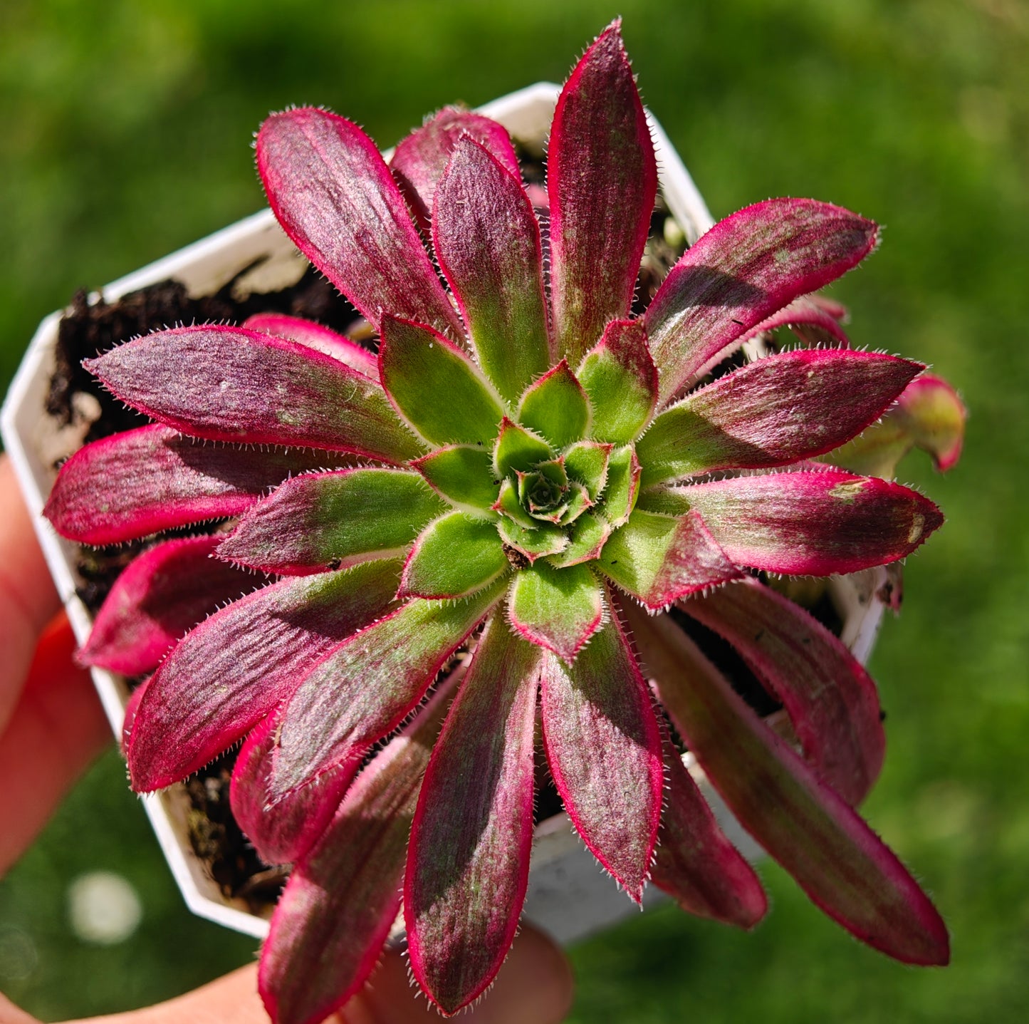Aeonium Peacock variegated rooted 6cm in width UK only