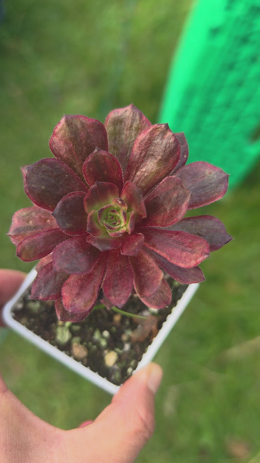 Aeonium Halloween Red Lace Variegated rooted 7cm in width single head UK only